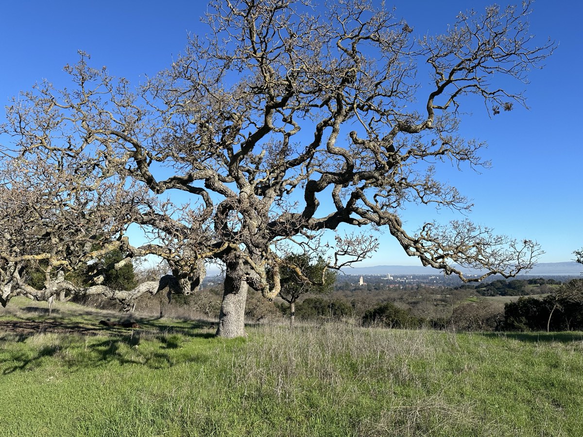 A valley oak on the Dish trail with Palo Alto and the Bay visible through its branches